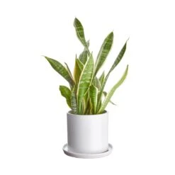 PLANT PLACE Blumentopf Mit Teller Ø16cm 15 PLANT PLACE Blumentopf Mit Teller Ø16cm -Wohnstil Angebote Store 10227638 1